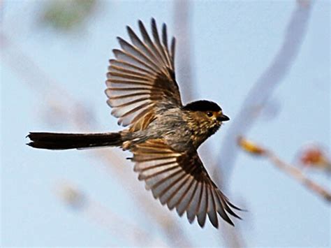 夢見鳥飛走|夢見鳥飛走了是什麼意思 做夢夢到鳥飛走了好不好